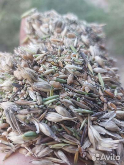 Зерноотходы