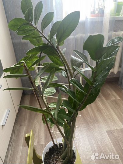 Замиокулькас