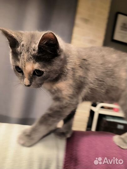 Русская голубая отдам