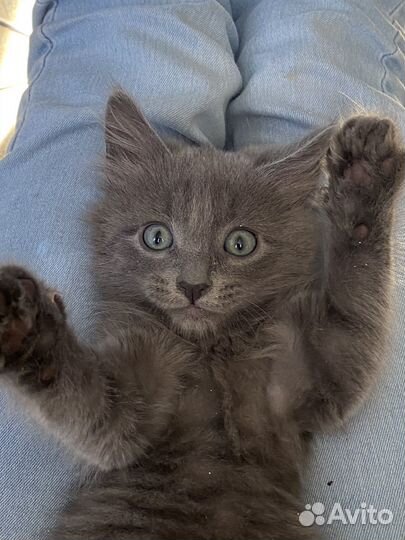 Котята серые метисы