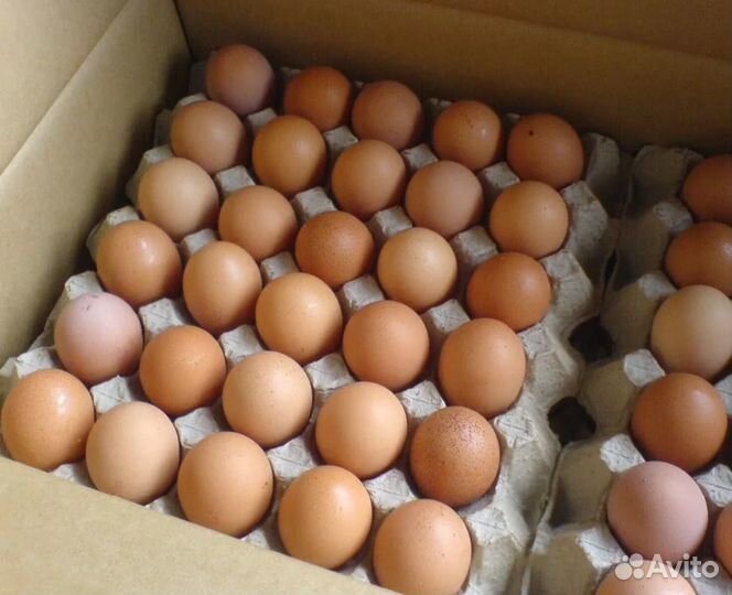 Яйца домашние
