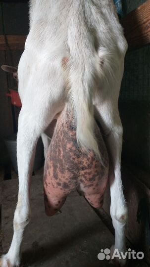 Коза дойная молочная