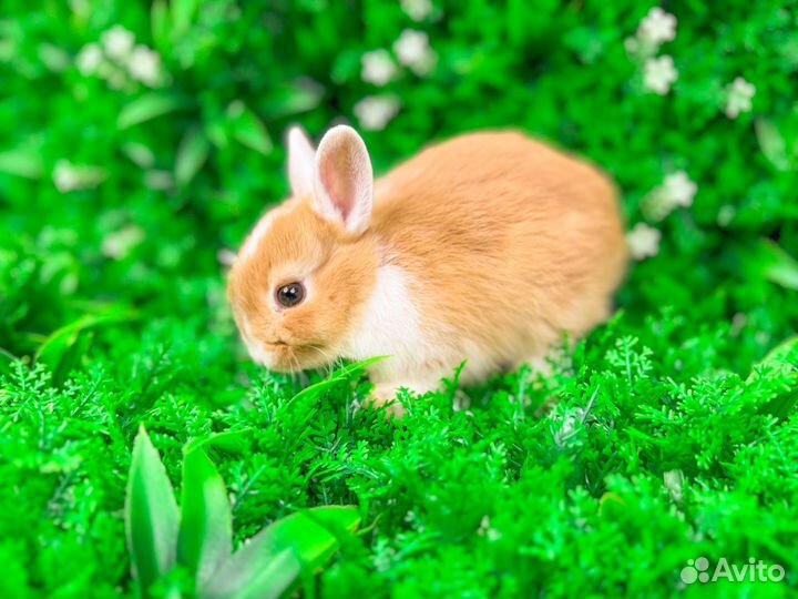 Мини карликовый кролик