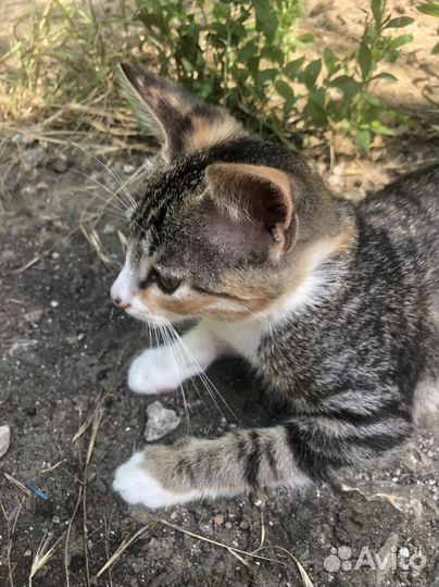 Трехцветная кошечка