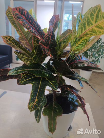 Кодиеум кротон