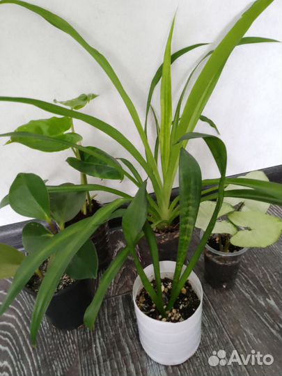 Набор из комнатных растений