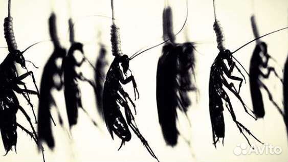 Обработка от клещей,шершней,комаров,ос,короеда