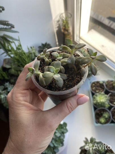 Суккуленты, эхеверия, крассула