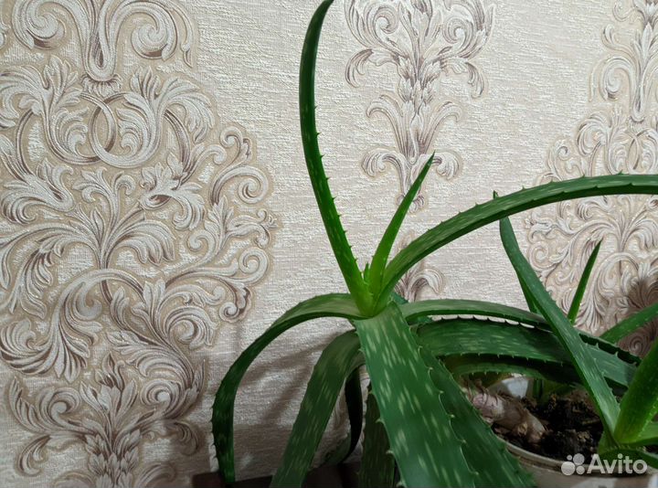 Алоэ и алоэ-вера