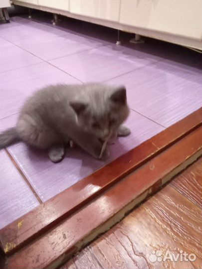 Британские котята