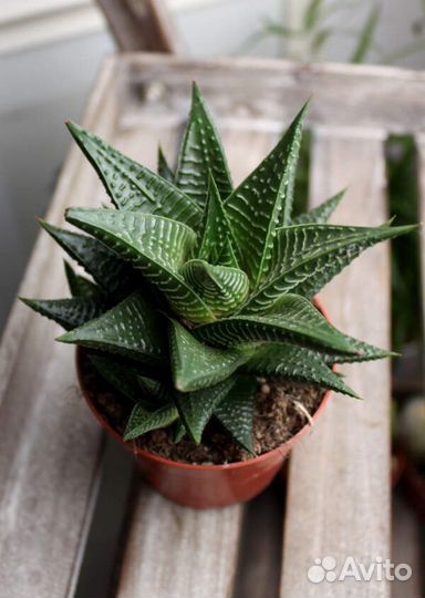 Хавортии круссулы (редкие)