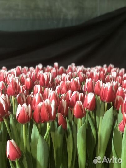 Тюльпаны
