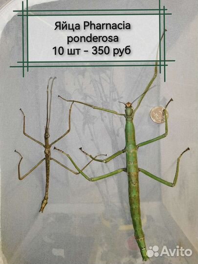 Палочники и яйца разных видов