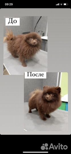 Услуги Грумера