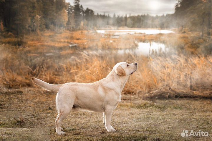 Кобель для вязки