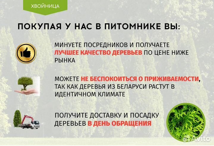 Туи Ростовка большая 7 м