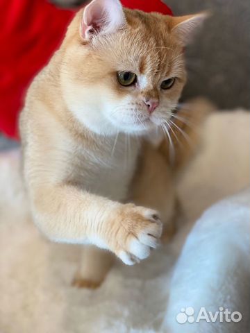Клубный британский котёнок - Феликс объявление продам