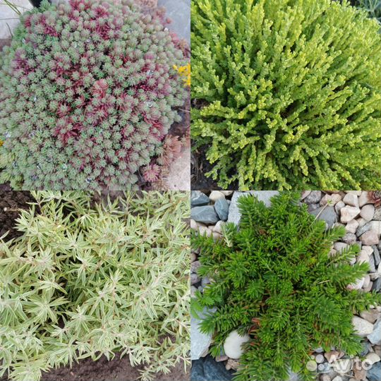 Многолетние садовые цветы колеусы, очитки живучка