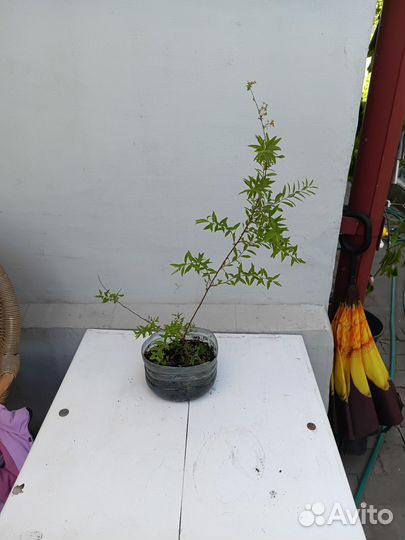 Уличные растения