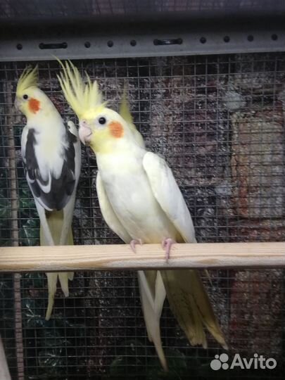 Попугаи корелла птенцы, клетки