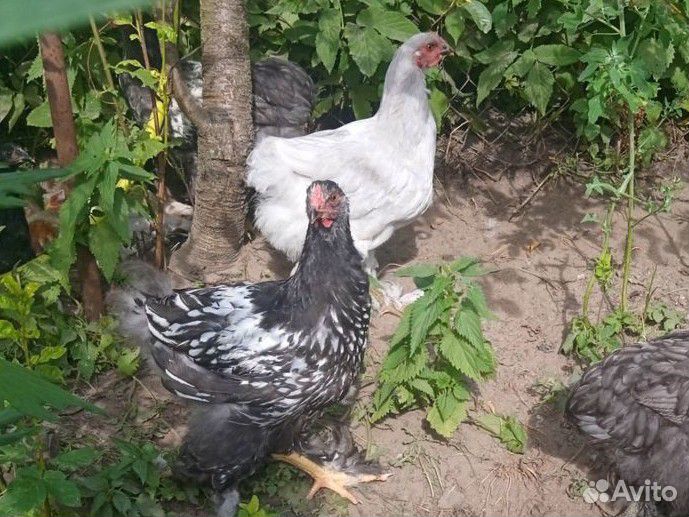 Семья брама