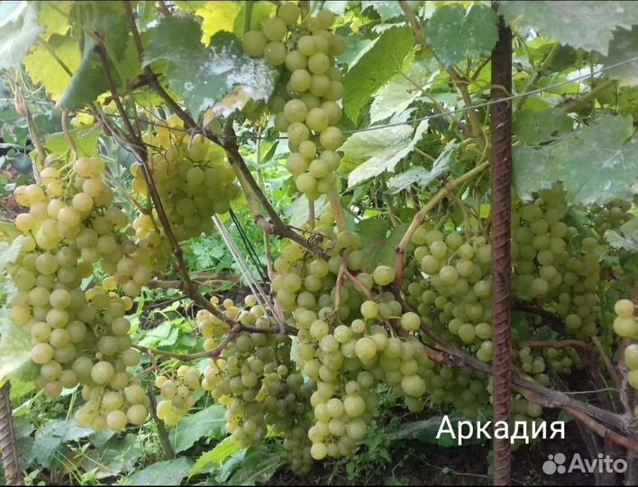 Виноград. Виноград девичий. Земляника