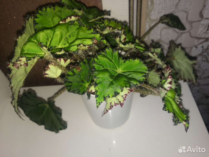 Бегония, каланхоэ, традесканция