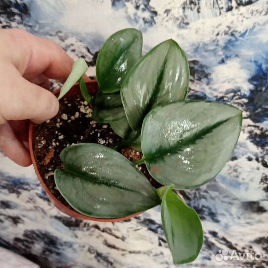 Сциндапсус