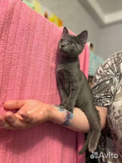 Британка котенок кот кошка в добрые руки