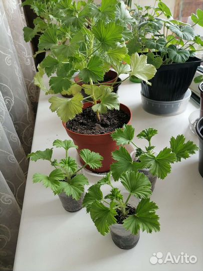 Комнатные цветы