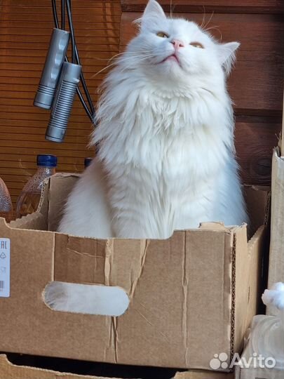 Отдаю кошку