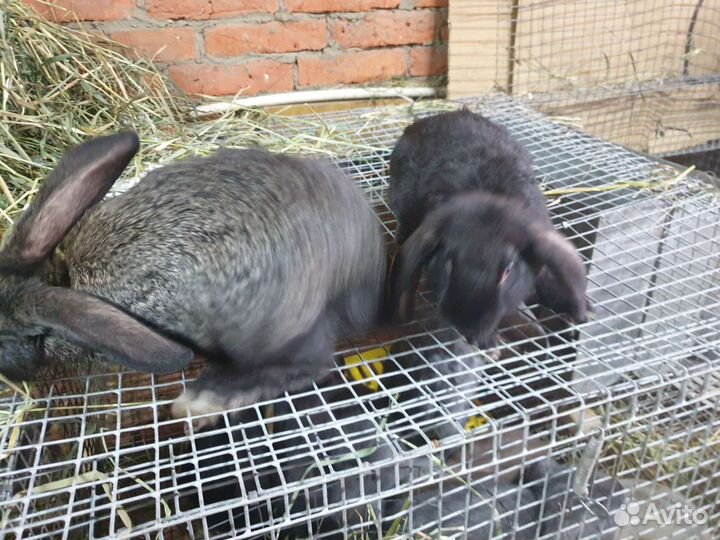 Кролики,помесь
