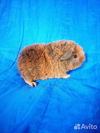 Морская свинка американский тедди