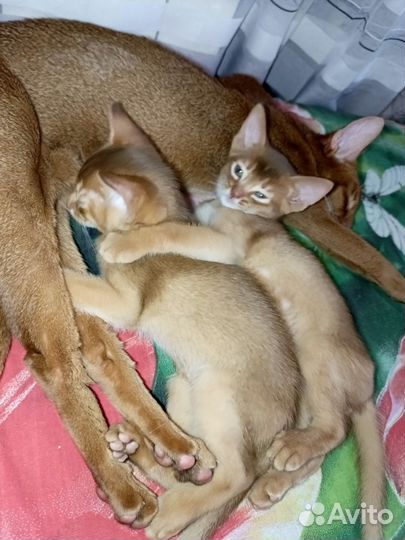 Абиссинская