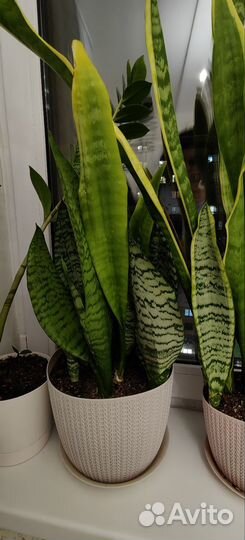 Сансевиерия, тещин язык, щучий хвост