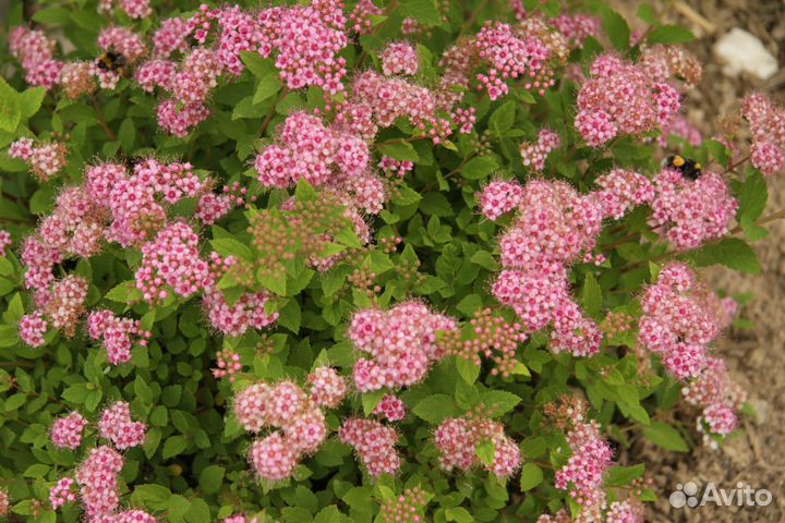Курильский чай (лапчатка кустарниковая), спирея