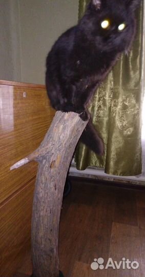 Когтеточка