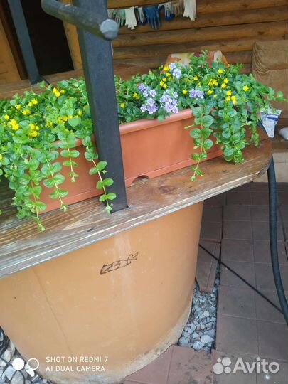 Лизимахия.Вербейник монетчатый