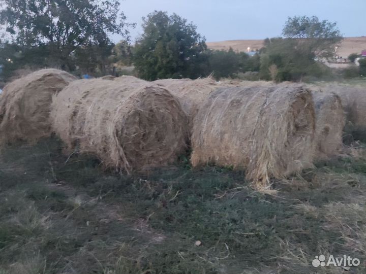 Айширская корова