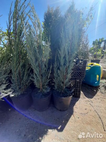 Плодовые деревья и саженцы