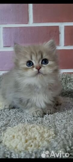 Длинношерстные британцы