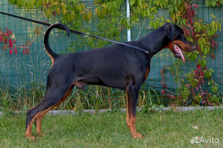 Доберман, щенки