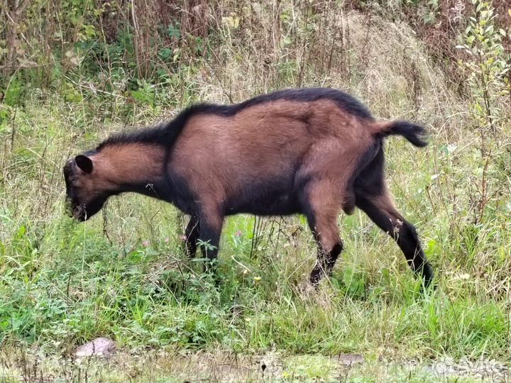 Два чешских козлика