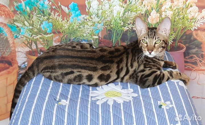 Котик серенгети/бенгальский