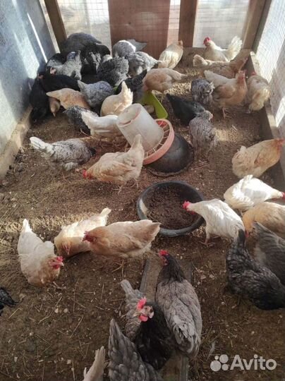 Домашние куриные яйца