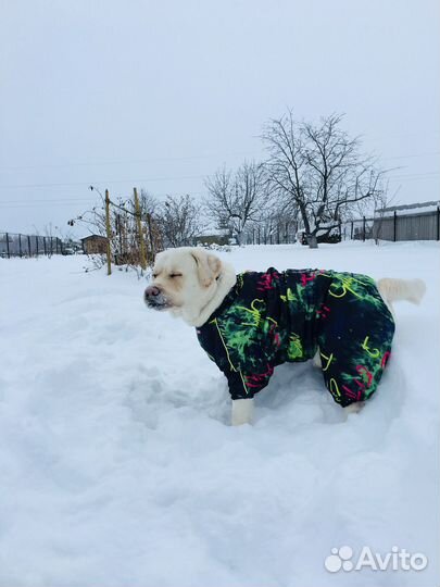 Комбинезон для лабрадора(кобель )
