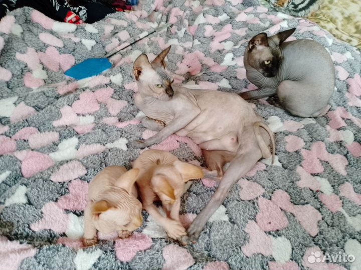 Канадский сфинкс