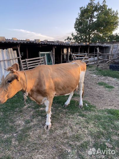 Корова дойная