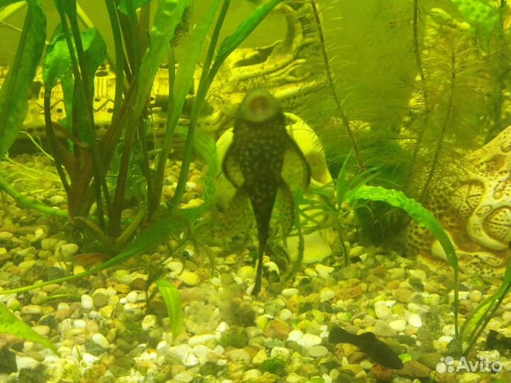 Аквариумные рыбки