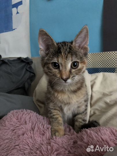 Две кошечки в добрые руки